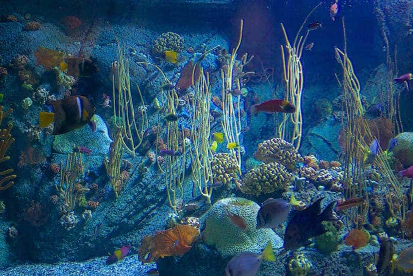 Aquarium Of The Pacific